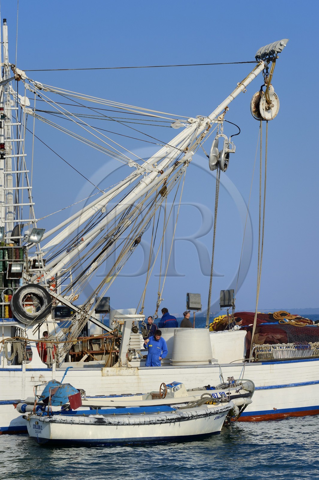 Croatie, Dalmatie, côte dalmate, Ile d’Ugljan, Preko, retour de pêche au thon