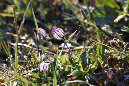 Groenland, cote Nord-Ouest, Smith sound au nord de la baie de Baffin, Inglefield Land, site de Etah, fleur de l'Arctique (Melandrium apetalum) qui pousse dans la toundra