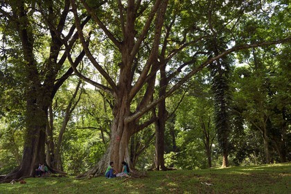 Sri Lanka, center province, Kandy, Peradeniya Botanical Garden, loving couples