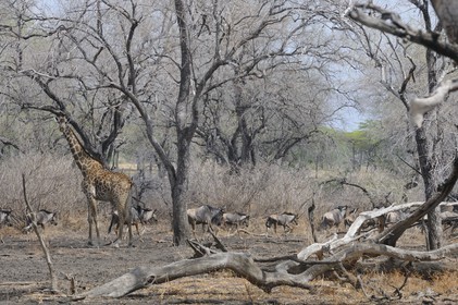 Tanzania, Selous Game Reserve is one of the largest fauna reserves of the world and designated a UNESCO World Heritage Site in 1982, giraffe (Giraffa camelopardalis) and gnus