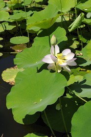 France, Hérault (34), Montpellier, le Jardin des Plantes, lotus des Indes (Nelumbo nucifera gaertner)