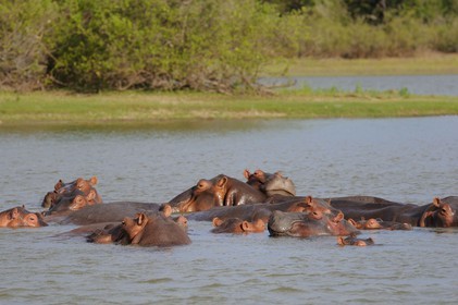 Tanzania, Selous Game Reserve is one of the largest fauna reserves of the world and designated a UNESCO World Heritage Site in 1982, Hippopotamuses on the lake Nzerakera from the Rufiji river