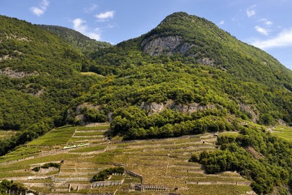 Suisse, Canton de Vaud, Aigle, train régional progressant à flanc de colline et entouré par le vignoble