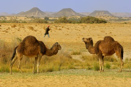 Egypte, Basse-Egypte, désert libyque, oasis de Bahariya (Bahareyya), élevage de dromadaires