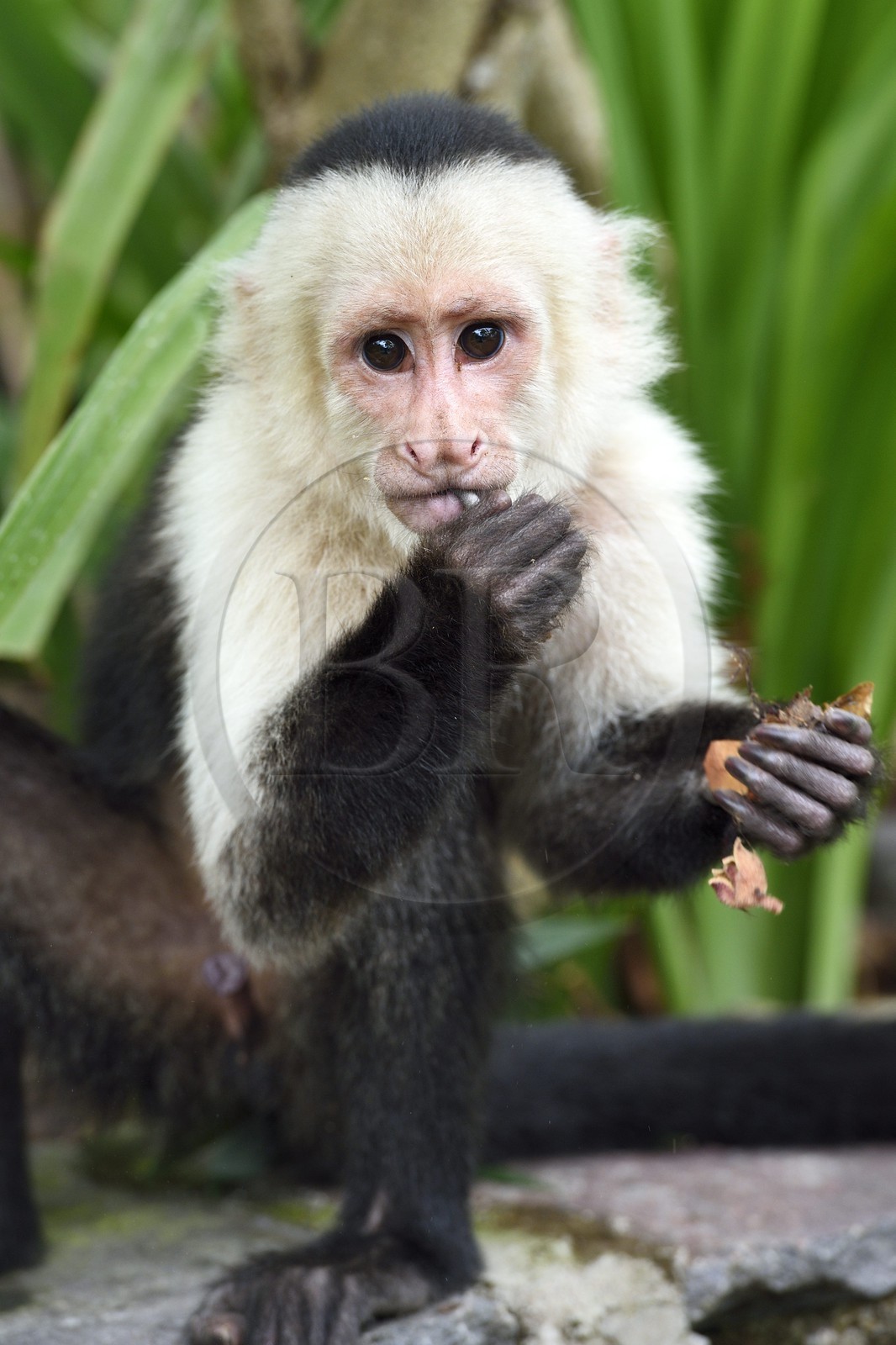 Nicaragua, Lac Nicaragua, Las Isletas de Granada, isla Zopango, Capucin moine (Cebus capucinus)