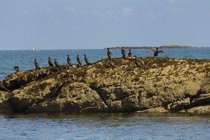 France, Manche, Iles Chausey, Common Shag (Phalacrocorax aristotelis)