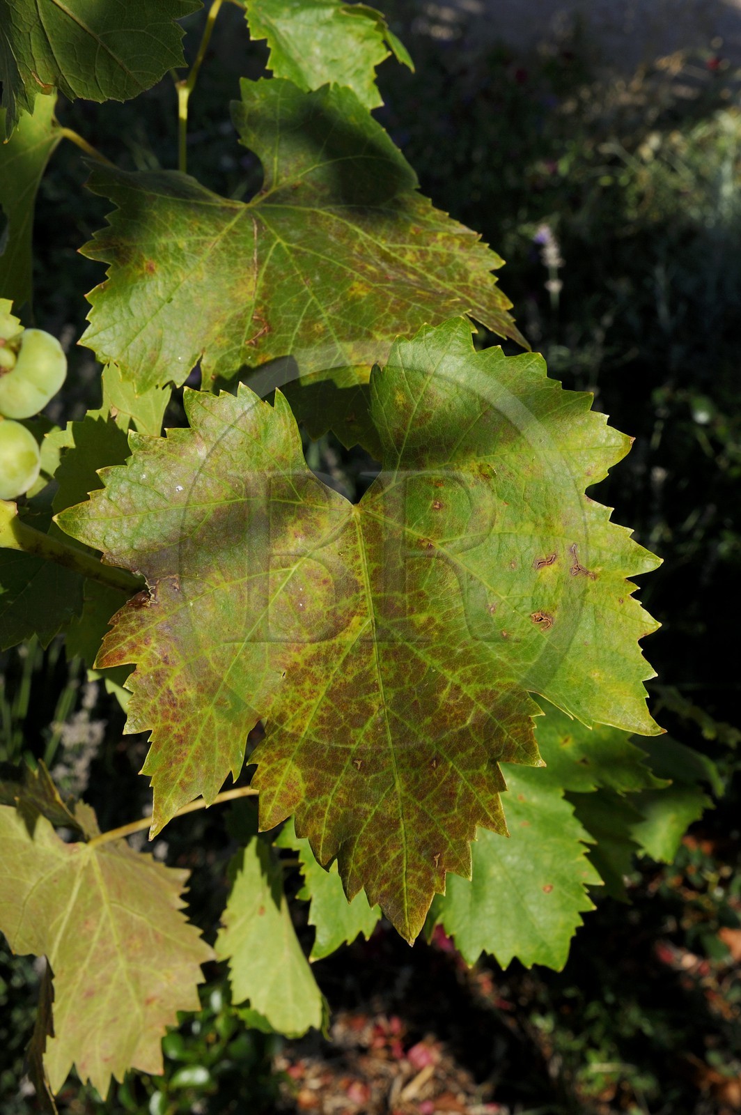 France, Var (83), Provence Verte, Bras, vers Saint-Maximin-la-Sainte-Baume, la maison d'hôtes Le Peyrourier, une campagne en Provence, feuille de vigne