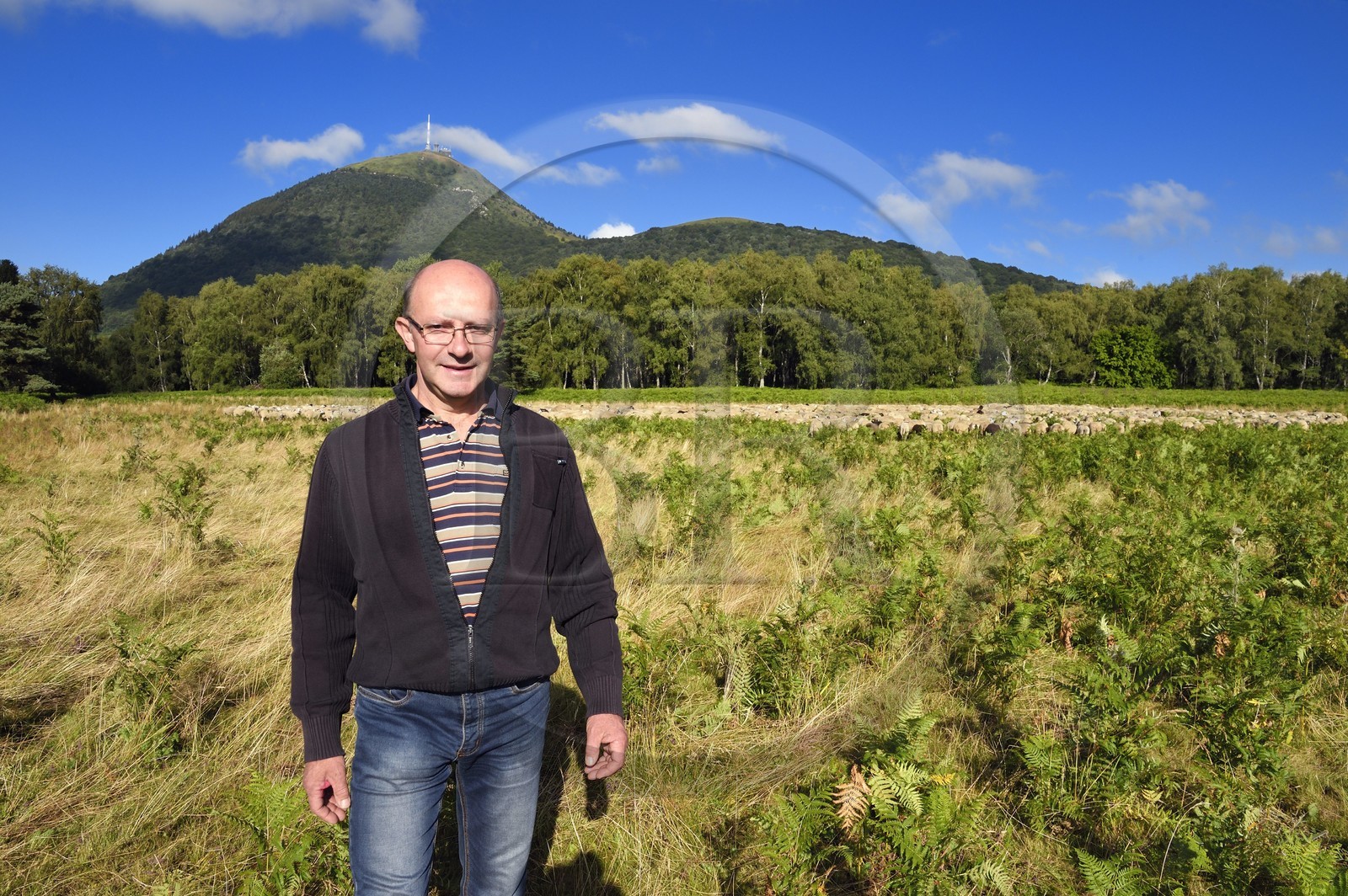 France, Puy-de-Dôme (63), Parc Naturel Régional des Volcans d'Auvergne, Chaine des Puys classée Patrimoine Mondial de l’UNESCO, l'éleveur ovin Jean-Luc Tourreix avec son troupeau de brebis Rava au pied du volcan Puy de Dôme