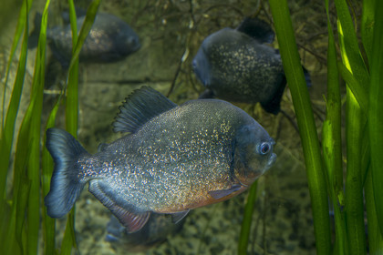 France, Finistère (29), Brest, Océanopolis, musée de la mer, piranha à ventre rouge (Pygocentrus nattereri)