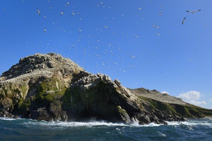 France, Cotes-d'Armor, Perros-Guirec, Sept-Iles Archipelago and bird sanctuary, Rouzic island, northern gannets colony (Morus bassanus), single point of nesting in France for more than 20,000 couples