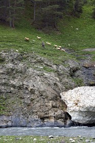 Georgia, Kakheti, Tusheti National Park, Alazani River Valley in the mountains of Pirikiti, shepherd and his flock of sheep