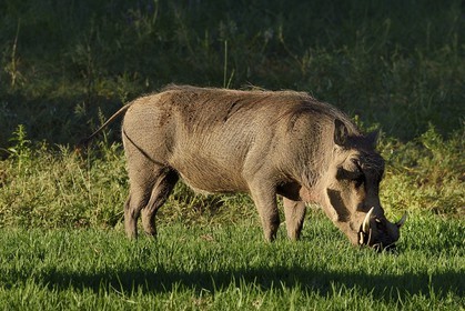 Namibie, région de Khomas, nord de Windhoek, Okapuka Ranch, phacochère (Phacochoerus africanus)
