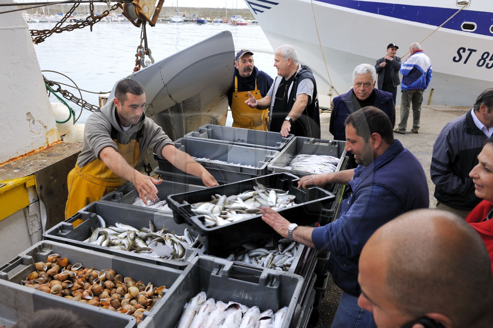 France, Herault, Sete, the fish auction market, fishery disembarkation
