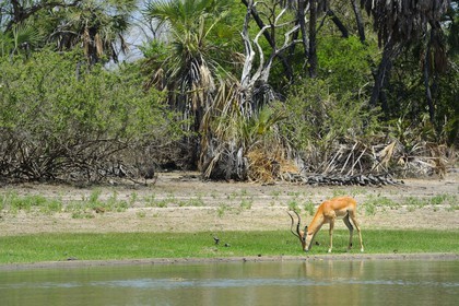 Tanzanie, Reserve de gibier de Selous une des plus grandes zones protégées au monde et inscrite sur la liste du patrimoine mondial de l’Unesco depuis 1982, impala (Aepyceros melampus)