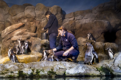 Spain, Catalonia, Barcelona, Port Vell, the aquarium, feedingthe Humboldt penguin (Spheniscus humboldti)