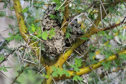 Tanzanie, Reserve de gibier de Selous une des plus grandes zones protégées au monde et inscrite sur la liste du patrimoine mondial de l’Unesco depuis 1982, fourmilière dans un acacia