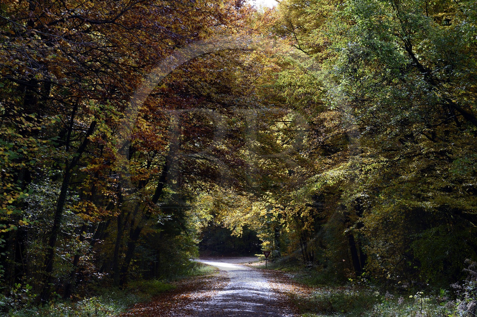 France, Meuse (55), Parc régional de Lorraine, la route D332 qui longe la crête des Cotes de Meuse