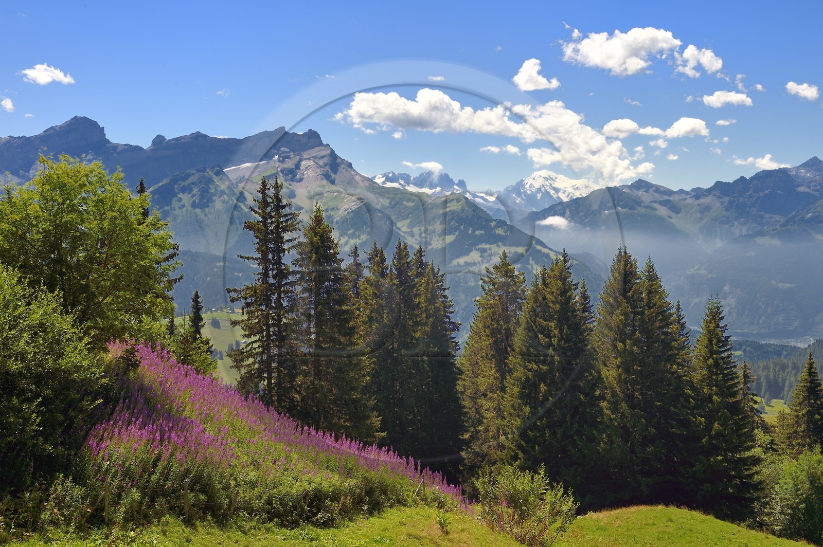 Switzerland, Canton of Vaud, Villars-sur-Ollon, fir and willowherbs, the  Mont-Blanc in the background