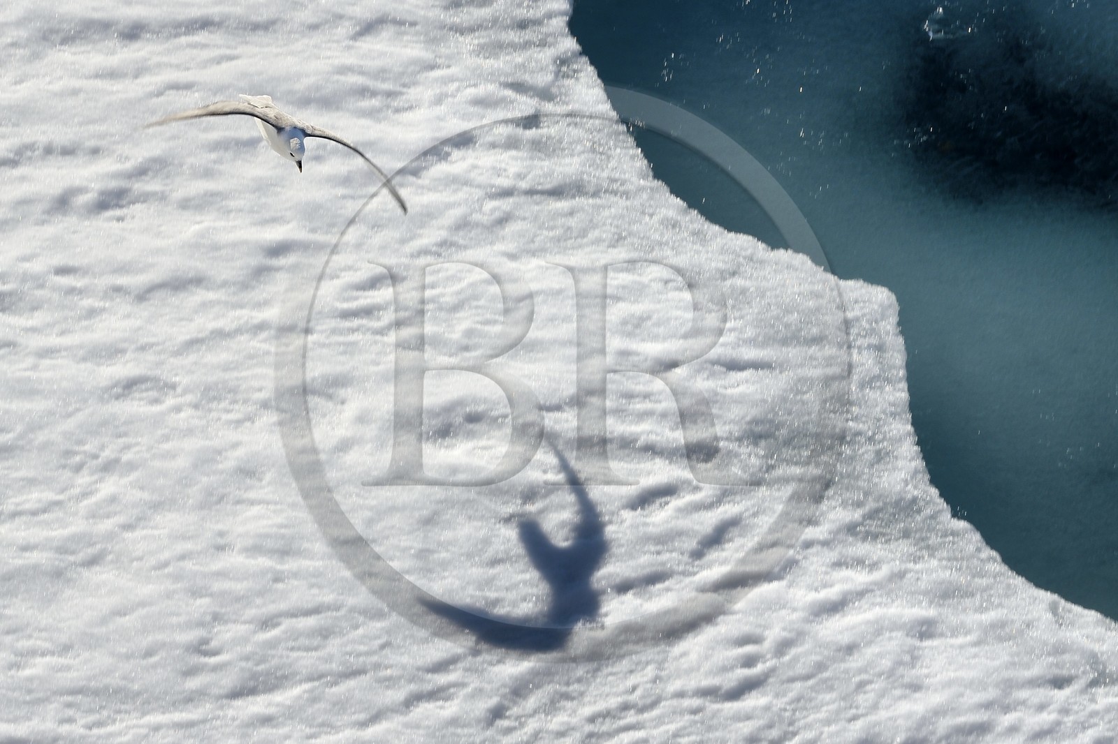 Groenland, cote Nord-Ouest, Smith sound, Fulmar boréal (Fulmarus glacialis) survolant la banquise
