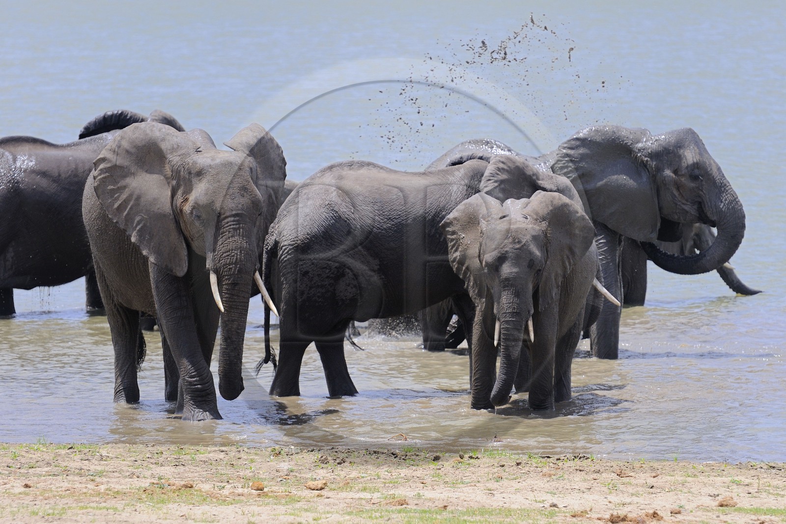 Tanzanie, Reserve de gibier de Selous une des plus grandes zones protégées au monde et inscrite sur la liste du patrimoine mondial de l’Unesco depuis 1982, Éléphant de savane d'Afrique (Loxodonta africana) se baignant dans le lac Nzerakera