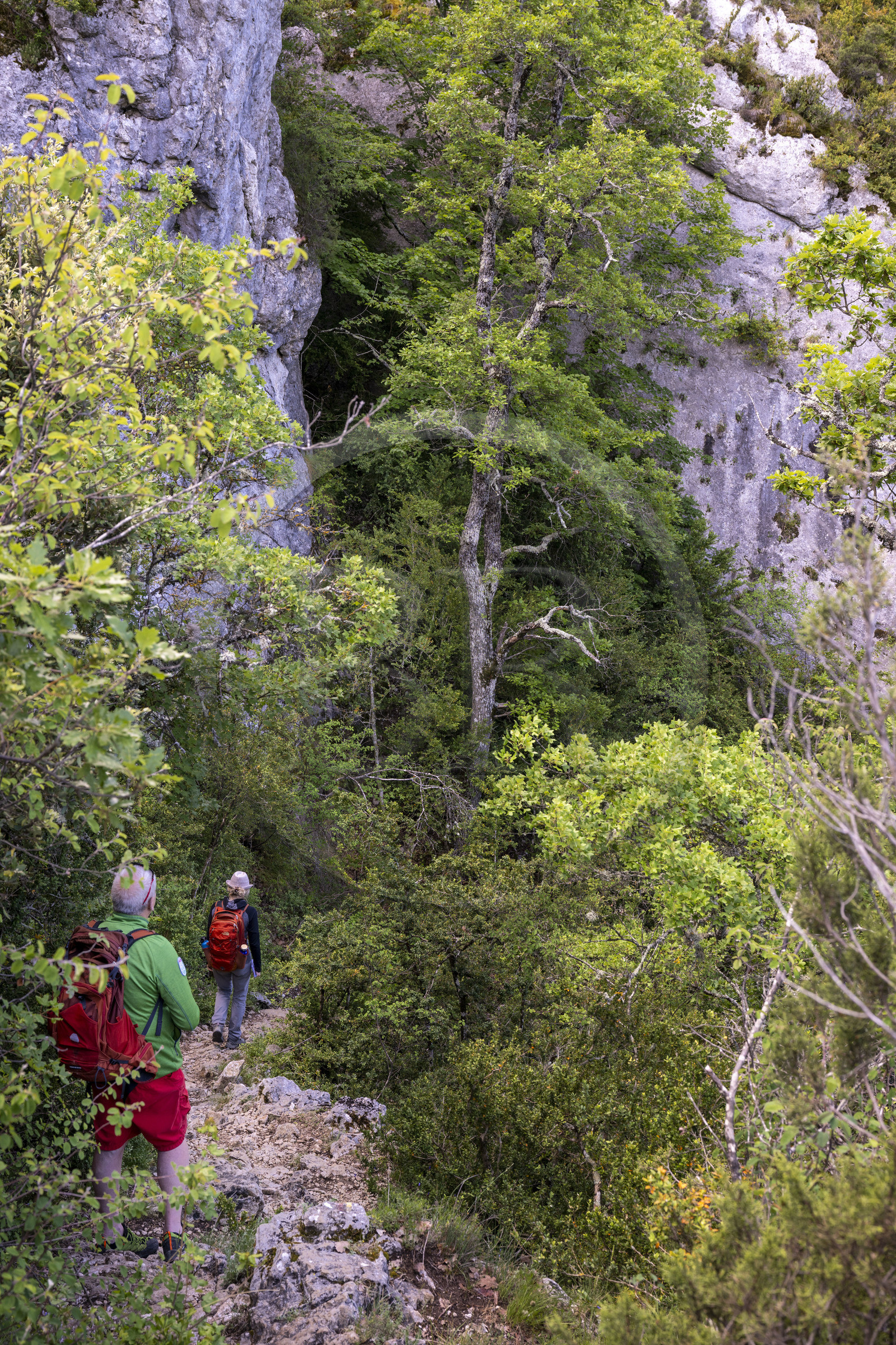 France, Vaucluse (84), Parc naturel régional du Mont Ventoux, Monieux, Gorges de La Nesque, randonneurs descendant sur un sentier vers le  fond du canyon