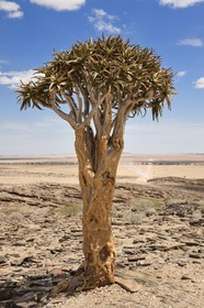 Namibia, Erongo region, Namib Naukluft National Park, Namib Desert, Aloe dichotoma, the quiver tree or kokerboom