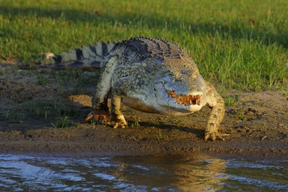 Tanzania, Selous Game Reserve is one of the largest fauna reserves of the world and designated a UNESCO World Heritage Site in 1982, Nile crocodile (Crocodylus niloticus) on the lake Nzerakera from the Rufiji river
