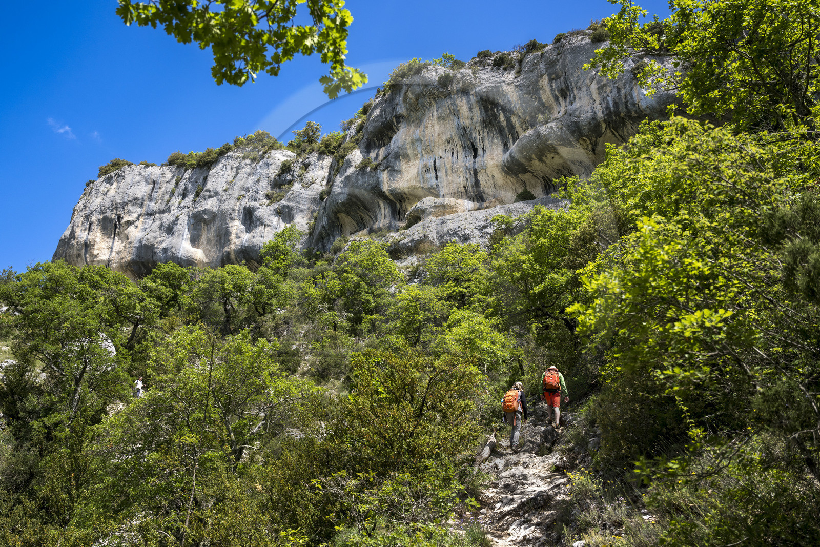France, Vaucluse (84), Parc naturel régional du Mont Ventoux, Monieux, Gorges de La Nesque, randonneurs montant sur un sentier abrupt vers les hauteurs au dessus des barres rocheuses