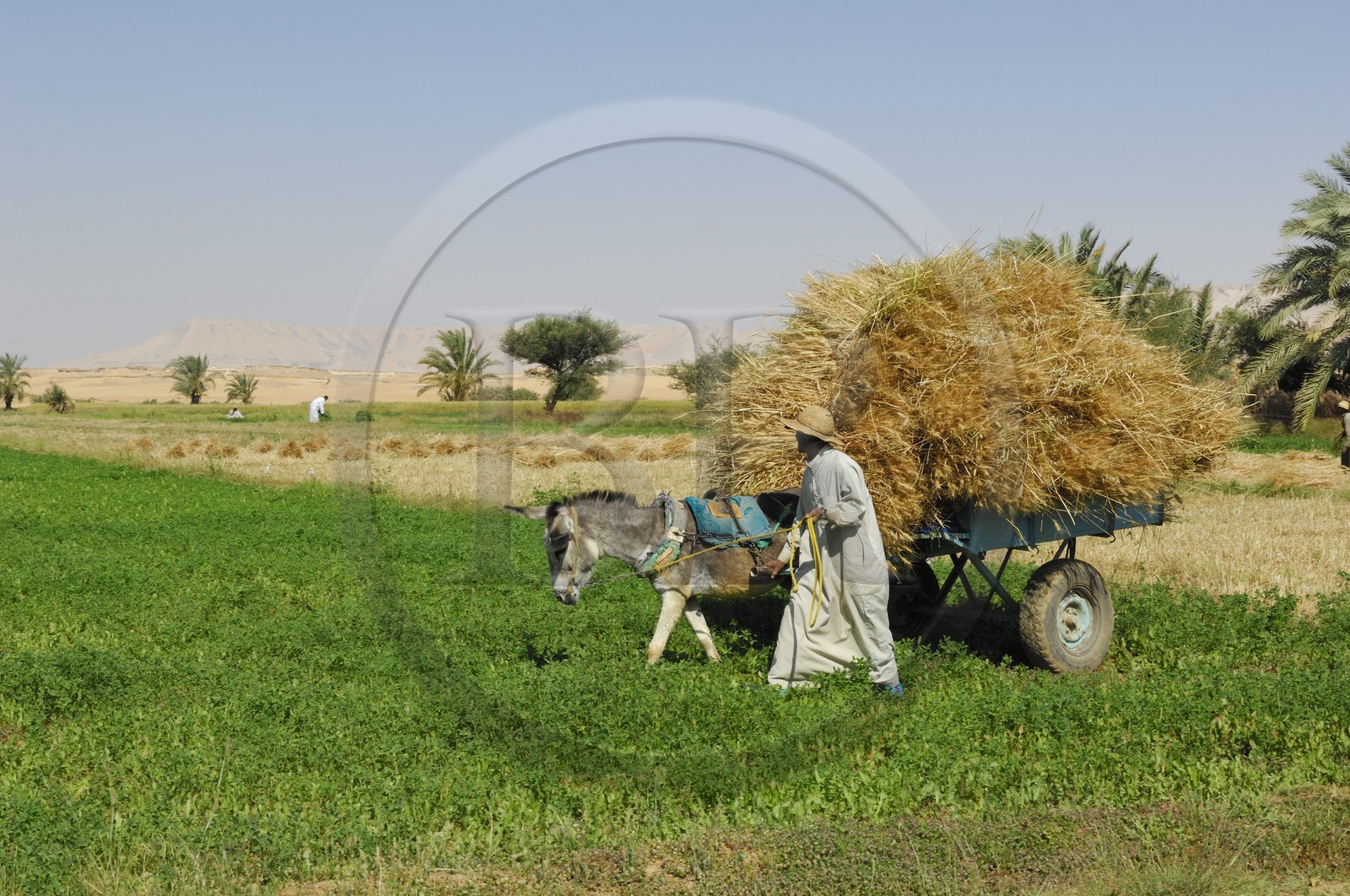 Egypt, Libyan Desert, Dakhla Oasis, town of Balat, field work