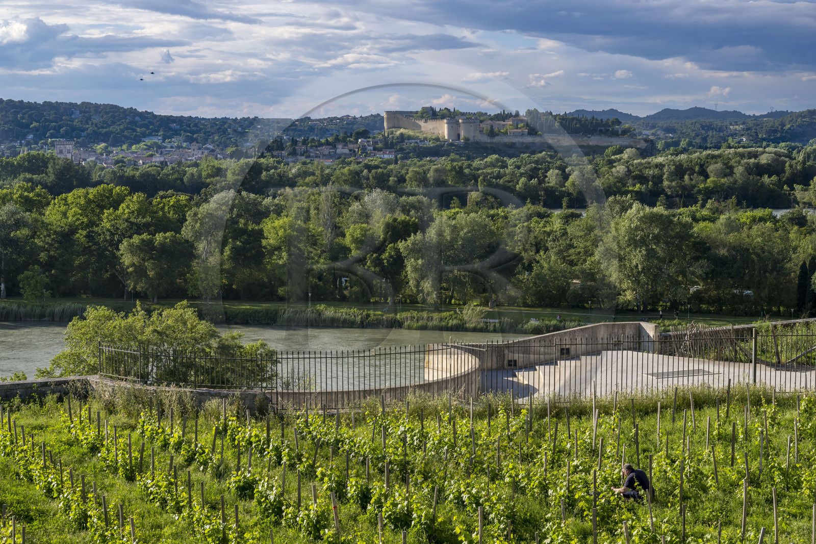 France, Vaucluse, Avignon, the vineyard of the Clos du Palais des Papes, the Rhone river and Fort Saint André in Villeneuve les Avignon in the background