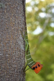 Sri Lanka, province du Centre-Nord, Diyabeduma, caméléon agame versicolore (Calotes versicolor) également appelé agame arlequin