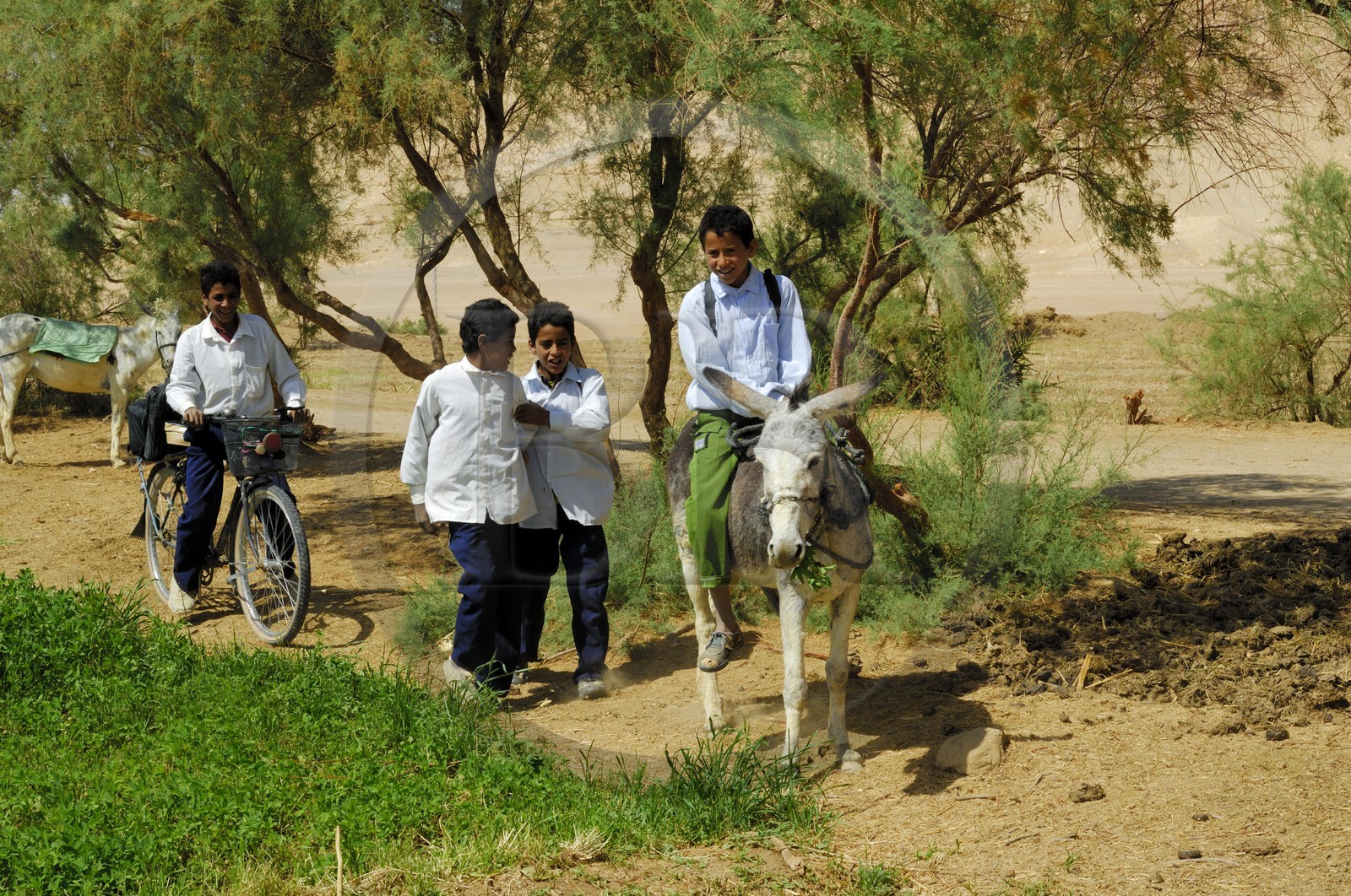 Egypte, désert libyque, oasis de Abu Mungar au nord de Farafra, retour d'école sur un ane
