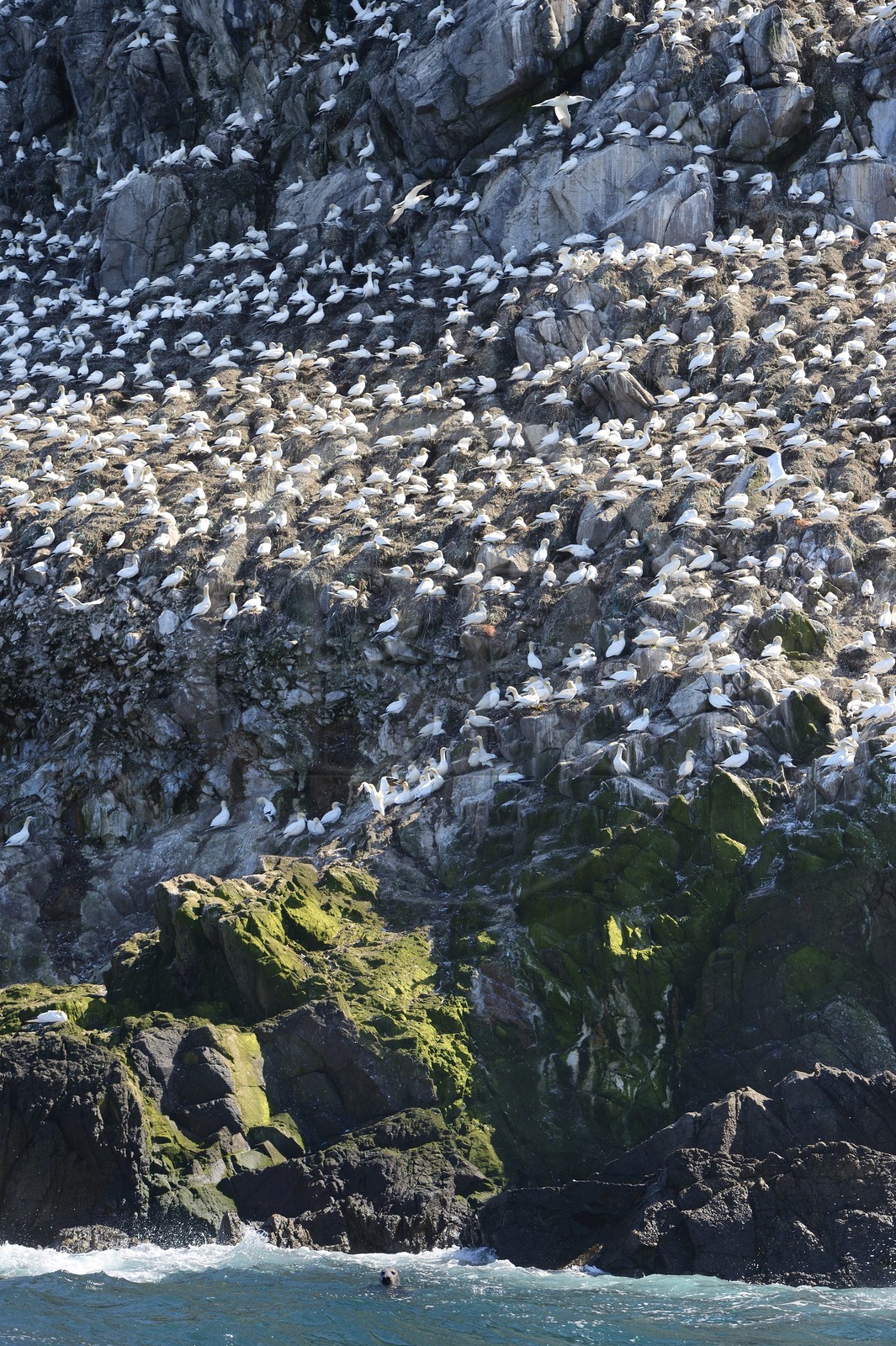 France, Côtes-d'Armor (22), Perros-Guirec, archipel et réserve ornithologique de Sept-Iles, Ile Rouzic, colonie de fous de Bassan (Morus bassanus), unique point de nidification en France pour plus de 20000 couples