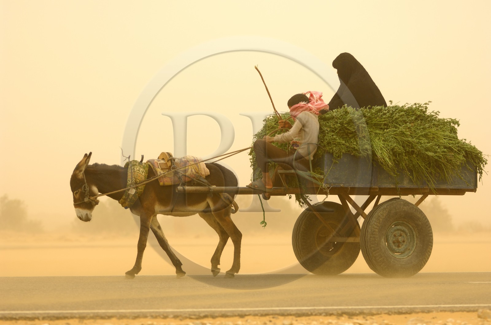 Egypt, Libyan Desert, Dakhla Oasis, town of Balat, trolley during the sand wind (khamsin)