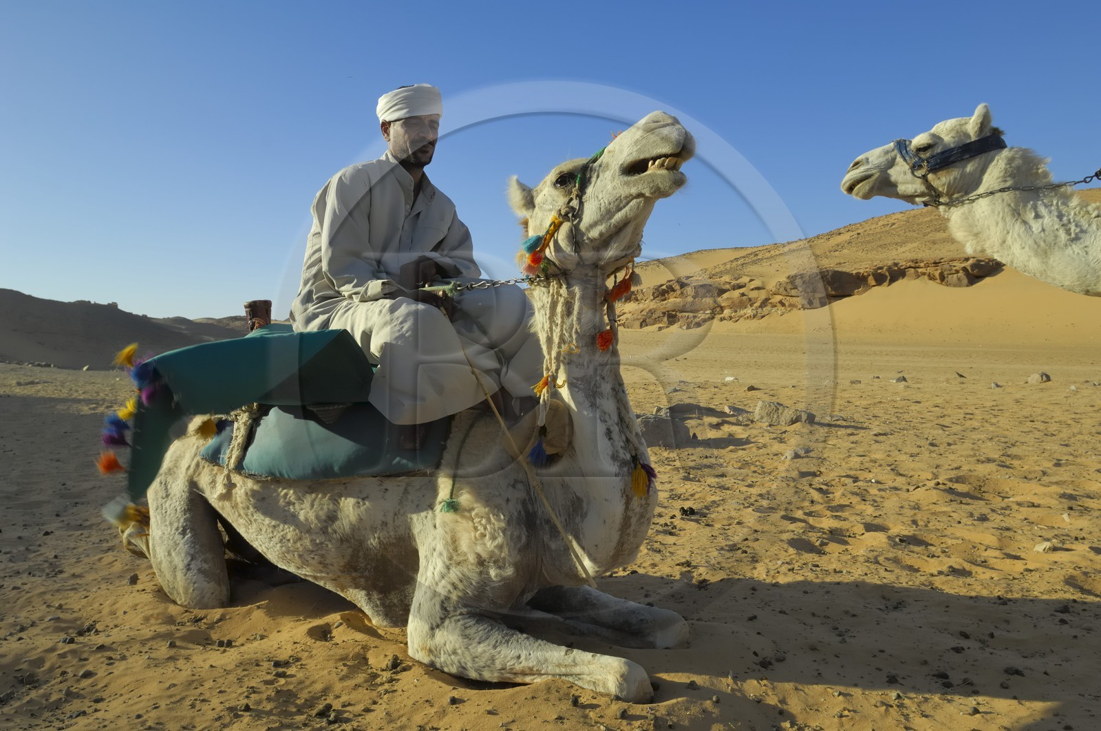 Egypt, Upper Egypt, Nubia, Nile Valley, Aswan, dromedaries on the sand dunes of the left bank