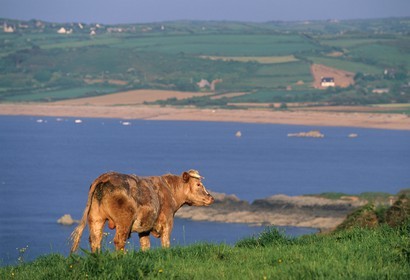 France, Manche (50), Cotentin, région du Cap de la Hague, vache
