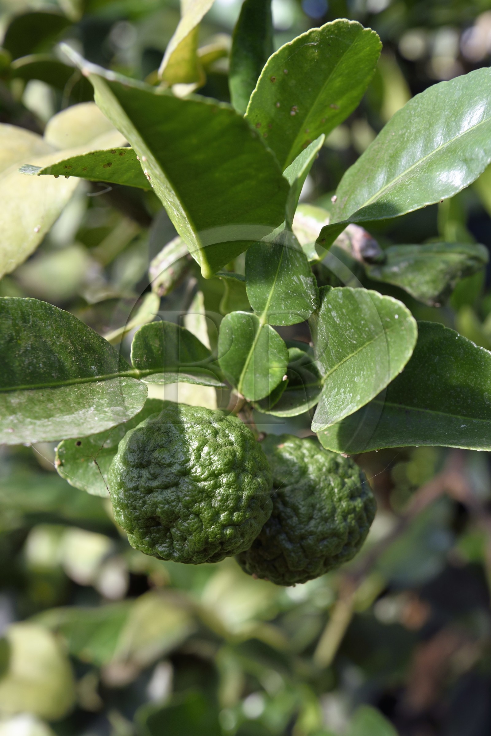 France, Var (83), La Londe-les-Maures, Domaine du Jasson, culture des agrumes, combava (Citrus hystrix)