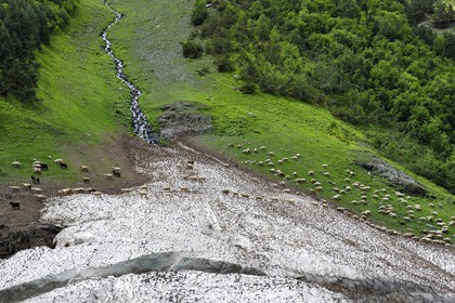 Georgia, Kakheti, Tusheti National Park, Alazani River Valley in the mountains of Pirikiti, flock of sheep crossing a firn along the river