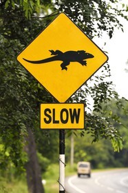 Sri Lanka, North-Central Province, Polonnaruwa District, Habarana, Road sign indicating the presence of Monitor lizard