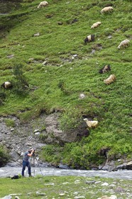 Georgia, Kakheti, Tusheti National Park, Alazani River Valley in the mountains of Pirikiti, hiker photographer and flock of sheep along the river
