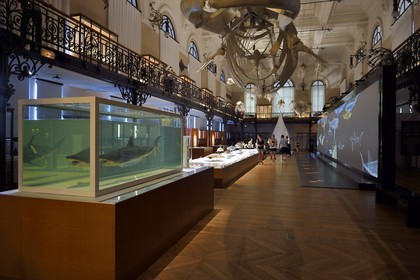 Principality of Monaco, Monaco, the oceanographic museum, the Whale Hall allows to discover the collection of Natural History