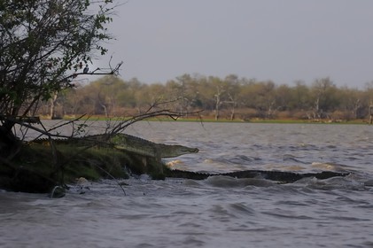 Tanzania, Selous Game Reserve is one of the largest fauna reserves of the world and designated a UNESCO World Heritage Site in 1982, Nile crocodiles (Crocodylus niloticus) on the lake Nzerakera from the Rufiji river