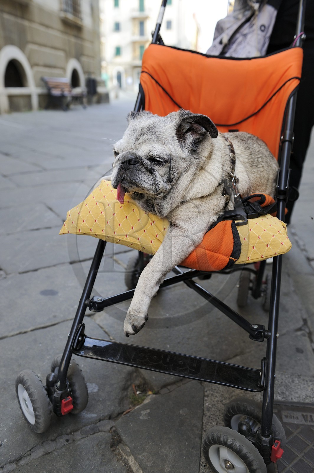 Italie, Ligurie, Sarzana, bouledogue français blanc sur une poussette
