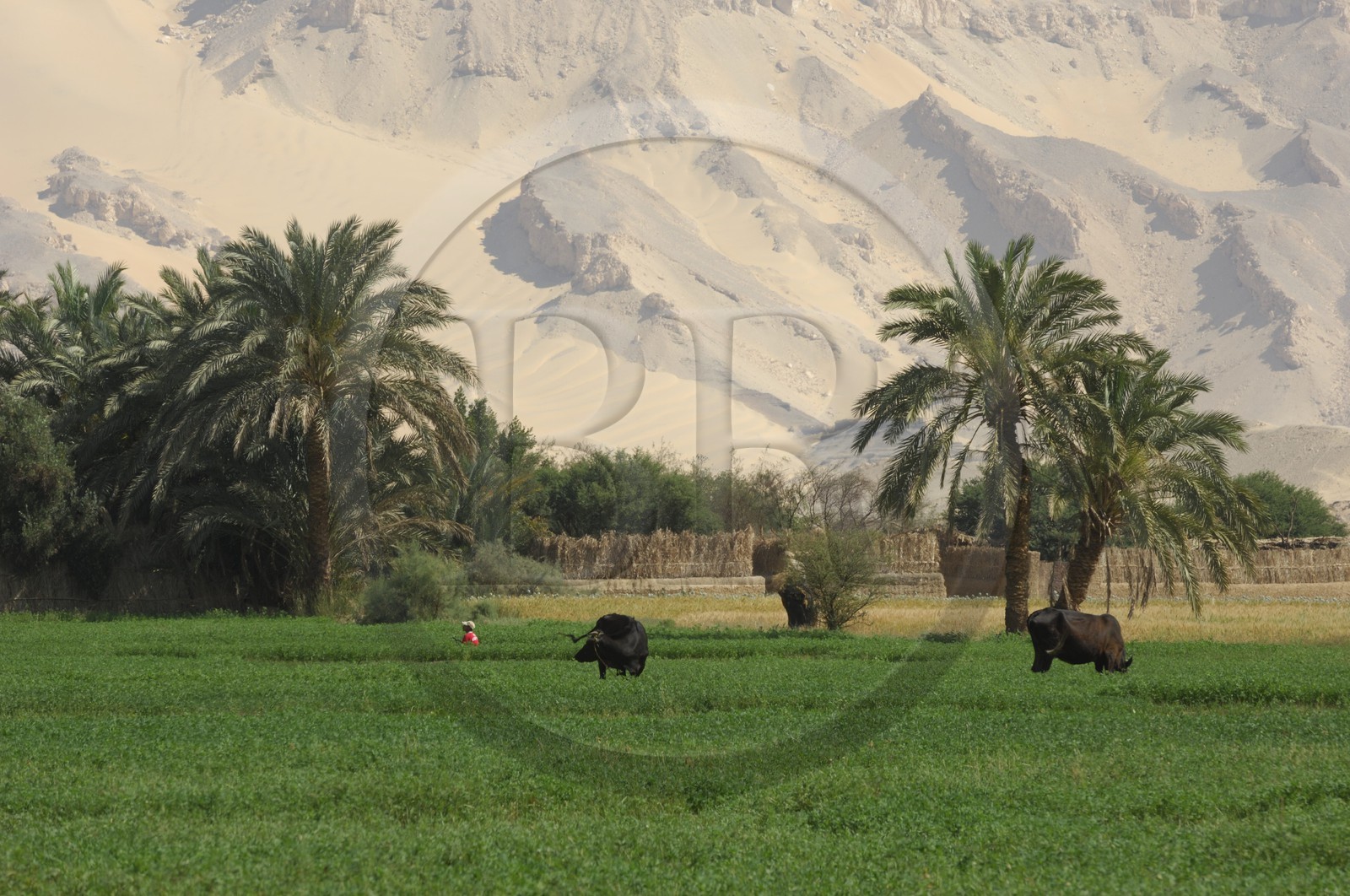 Egypt, Libyan Desert, Dakhla Oasis, town of Balat, field work