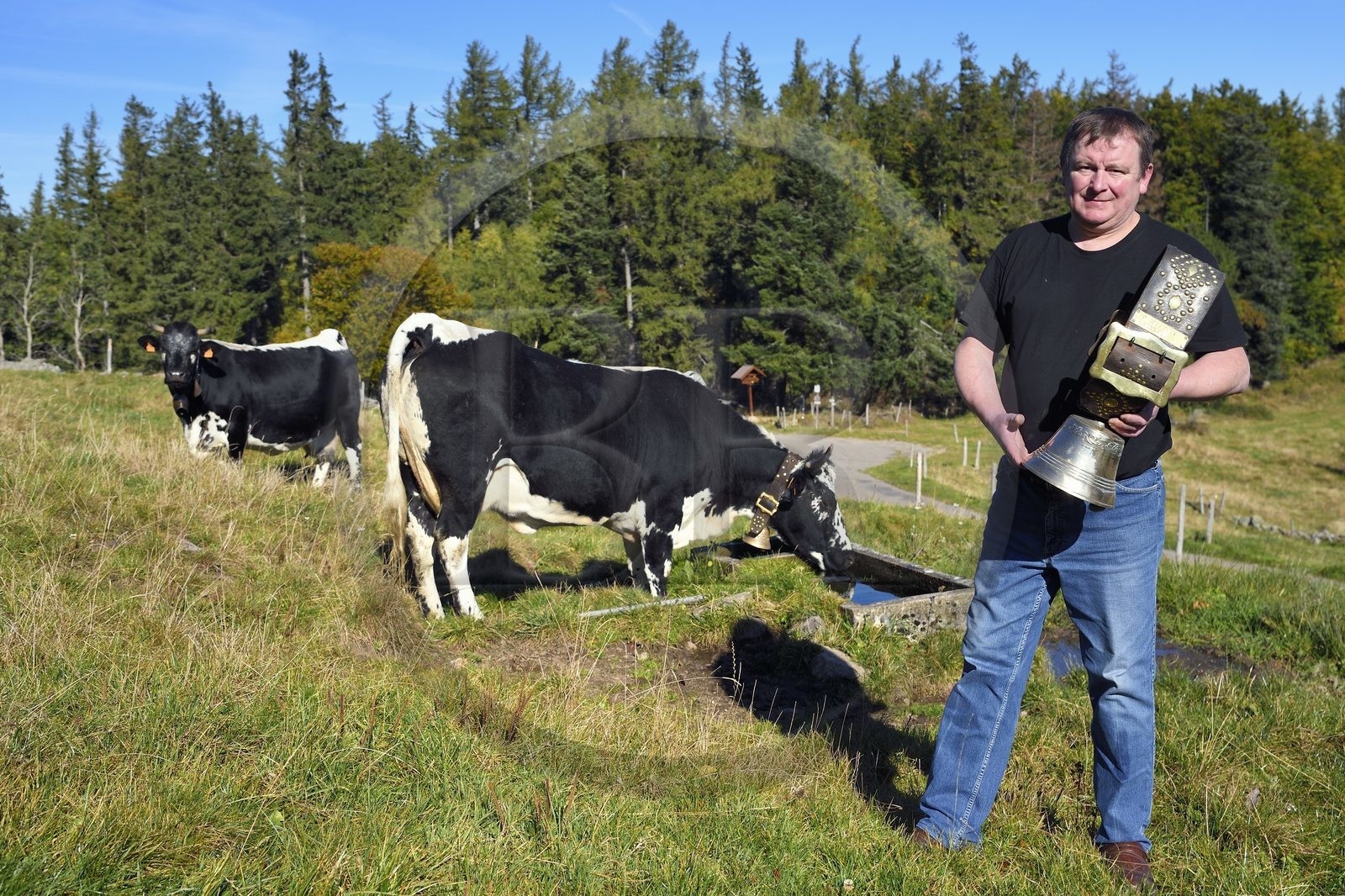 France, Haut Rhin, Wasserbourg, Ferme-auberge (farm-inn) Buchwald, the marcaire Michel Wehrey with his Vosgienne race cows
