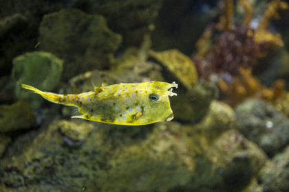 Spain, Catalonia, Barcelona, Port Vell, the aquarium, longhorn cowfish (Lactoria cornuta)