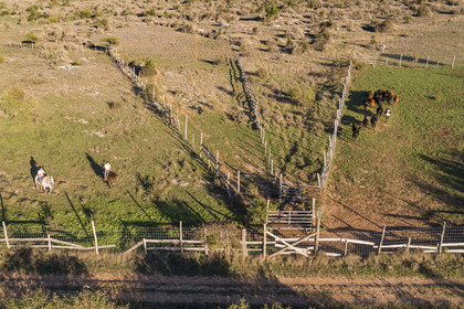France, Hérault (34), les Causses et les Cévennes, paysage culturel de l'agro-pastoralisme méditerranéen inscrit au Patrimoine Mondial de l'UNESCO, La Vacquerie-et-Saint-Martin-de-Castries, le Mas de Cisco, Julian et son frère Charlie Amposta ramènent leur troupeau de vache à l'enclos (vue aérienne)