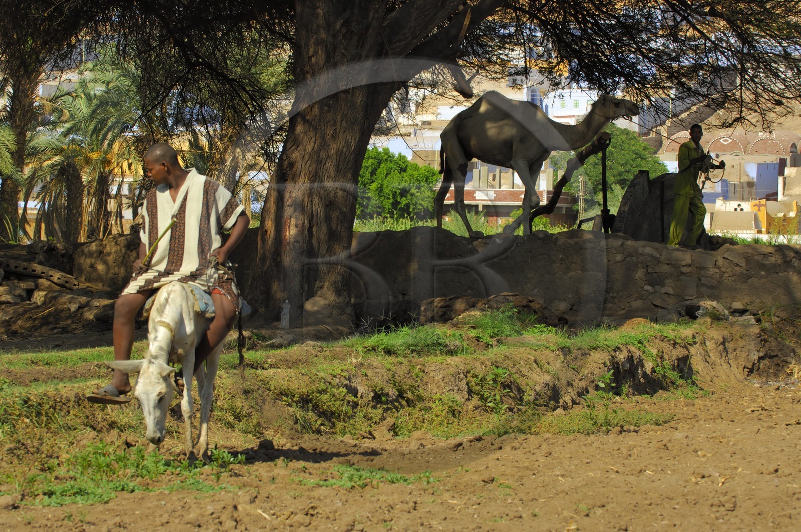 Egypte, Assouan, la rive ouest, campagne nubienne, jeune paysan et son dromadaire devant le puit