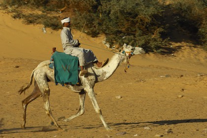 Egypte, Haute Egypte, Nubie, vallée du Nil, Assouan, chamelier sur les dunes de sables de la rive gauche