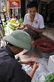 Vietnam, Hanoi, Le Duan district in the old town, cutting of living lizard